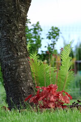 Heucher. A garden plant, decorative fern leaves in the background.
Heuchera. Roślina ogrodowa, w tle ozdobne liście paproci. - obrazy, fototapety, plakaty