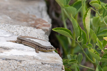 Lézard des murailles