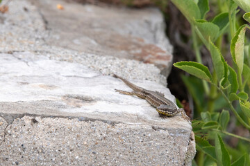 Lézard des murailles
