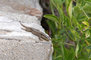 Lézard des murailles