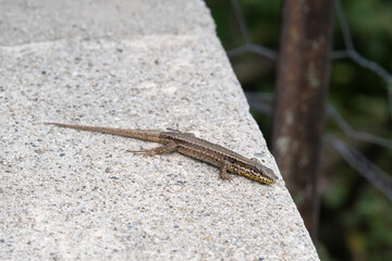 Lézard des murailles