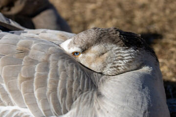 close up of a bird