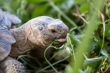 tortoise eating 