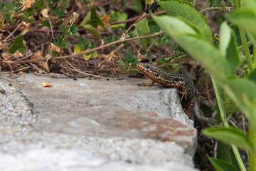 Lézard des murailles