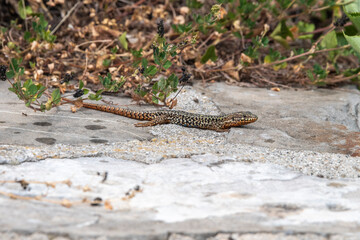 Lézard des murailles