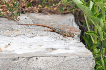Lézard des murailles