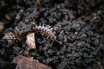 Obraz na płótnie Canvas garden centipede