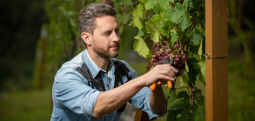 male vineyard owner. mature winegrower on grape farm. man harvester on summer harvest.
