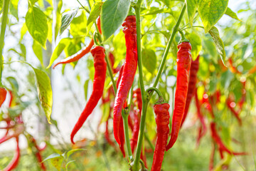 Gardening and agriculture concept. Perfect red fresh ripe organic chili pepper ready to harvesting on branch in garden. Vegan vegetarian home grown food production. Picking hot spicy cayenne pepper