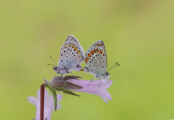 Fototapeta na wymiar Pair of Many-eyed Blue butterflies (Polyommatus icarus) on flower