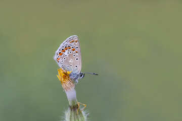 Blue-eyed Butterfly (Polyommatus icarus) on flower