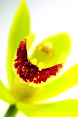 red and yellow flower