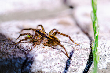 Araña y hormiga de jardin insecto bicho aragnido macro foto