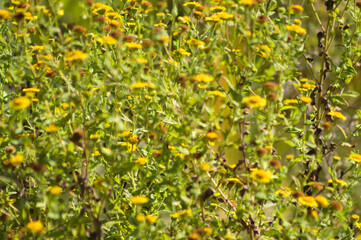 Closeup of yellow common fleabane flowerbed with selective focus on foreground
