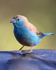 Blue Waxbill