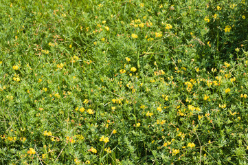 Closeup of common bird's foot trefoil flowers with selective focus on foreground