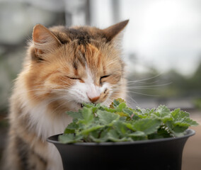 Cat smelling a catmint plant, outside on the patio. Fluffy calico cat is sitting behind a potted...