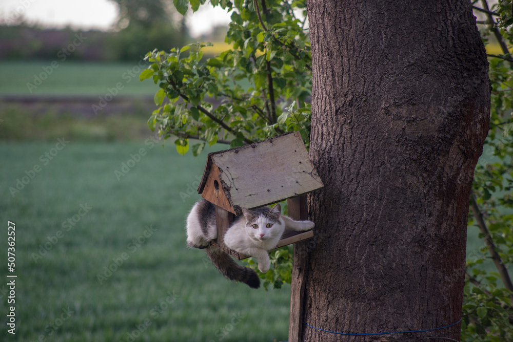 Wall mural wild cat hunting on tree wooden house