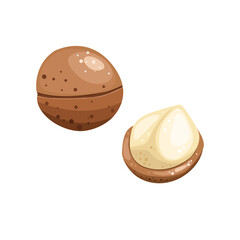Macadamia nuts illustration. Macadamia in the shell and without. Useful natural product.