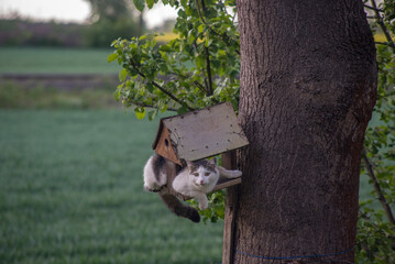 wild cat hunting on tree wooden house