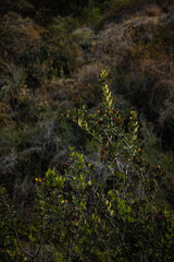 fern in the forest