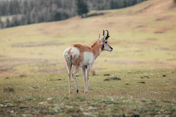 Antelope grazing in Yellowstone National Park