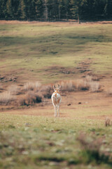 Antelope grazing in Yellowstone National Park