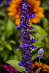 bee sitting on a lavender plant