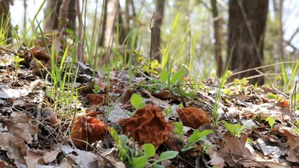 mushrooms in the forest