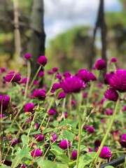 flowers in the garden