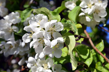 apple tree blossom
