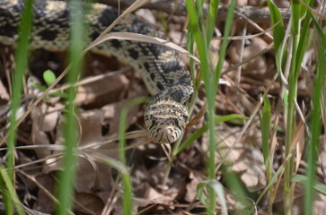 bull snake