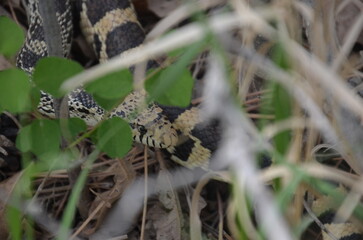 bull snake
