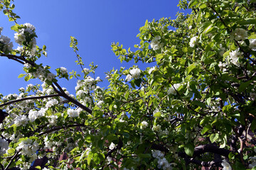 Fototapeta na wymiar blossoming tree in spring