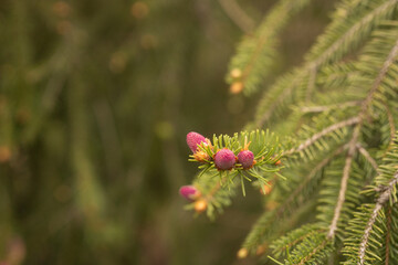 pincea abies Norway spruce in spring