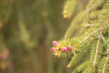 pincea abies Norway spruce in spring