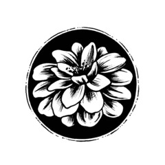 black and white flower isolated on white