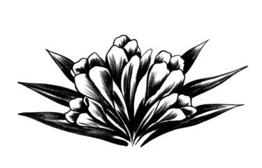 black and white lily flower