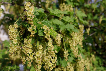 Branch of flowering red currant in garden. Growing currants.