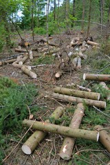 firewood waiting to get out of a state forest