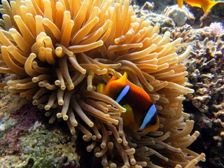 clown fish of th red sea