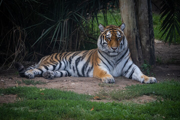 Fototapeta na wymiar tiger in the zoo laying down