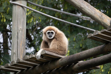 Gibbon on the zoo