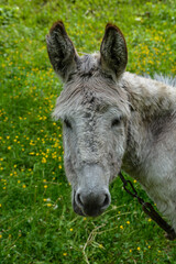 Fototapeta premium grey donkey on green background, big ears