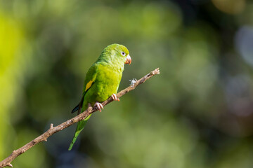 A Plain Parakeet perched on branch. Species Brotogeris chiriri. It is a typical parakeet of the Brazilian forest. Birdwatching. Birding. Parrot.