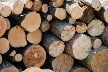 Fototapeta premium Pile of wood logs storage. Logging for firewood.