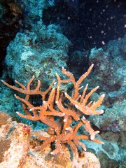 Naklejka na ściany i meble Hard corals of the red sea
