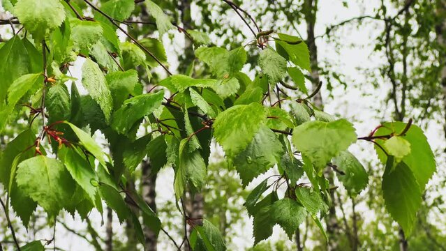 Close up footage of birch leaves in the rain, tree trunks in the background