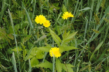 Bright yellow fluffy dandelion or dandelion-like flower blooming in late spring