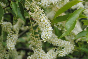 Large bush or shrub-like tree with elongated clusters of dainty white flowers in late May in northeastern United States